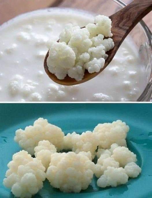 Como fazer kefir de leite do zero sem grãos iniciais