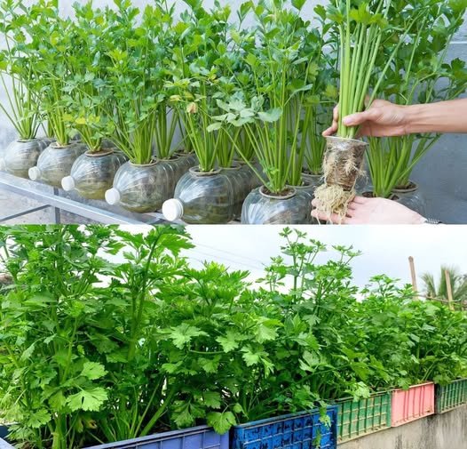 Como Plantar Coentro na Garrafa PET