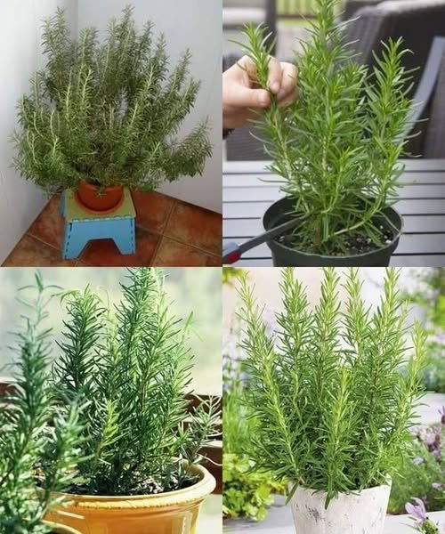 O Truque para Plantar Alecrim