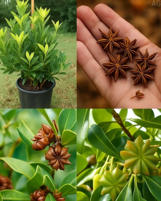 Como cultivar anis em casa em vasos