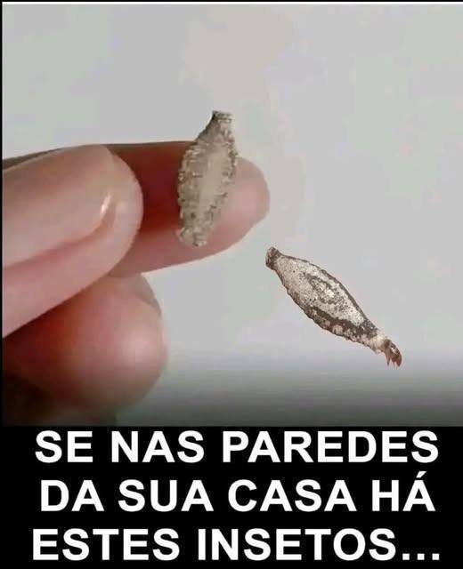 Insetos nas paredes de casa