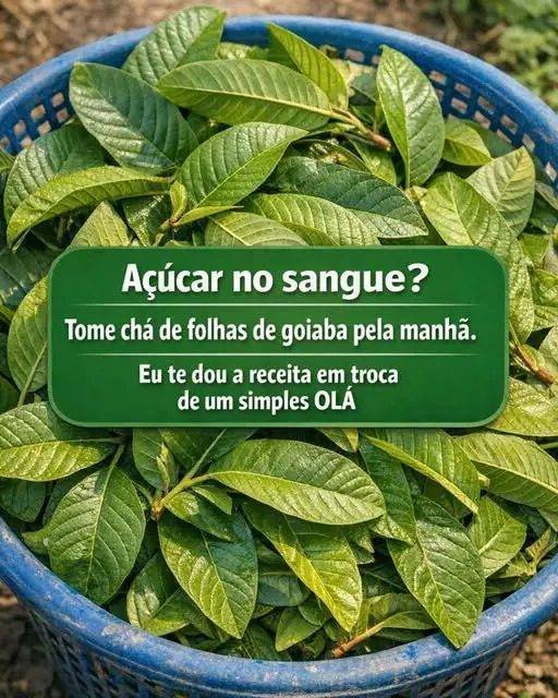 Chá de Folha de Goiaba